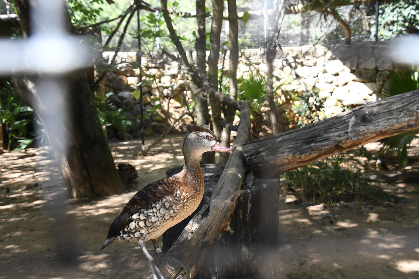 Spotted Whistling Duck