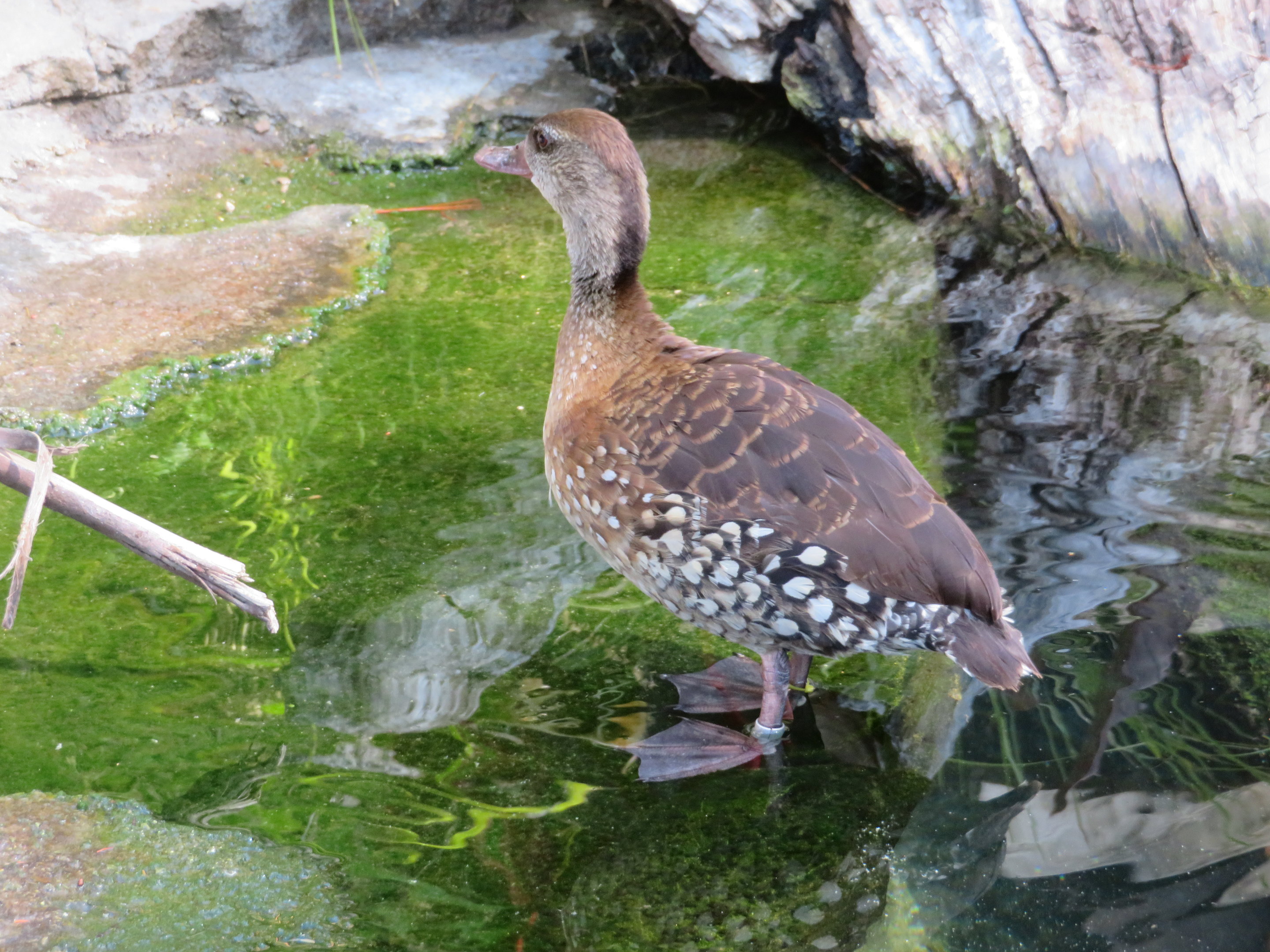 Spotted Whistling Duck