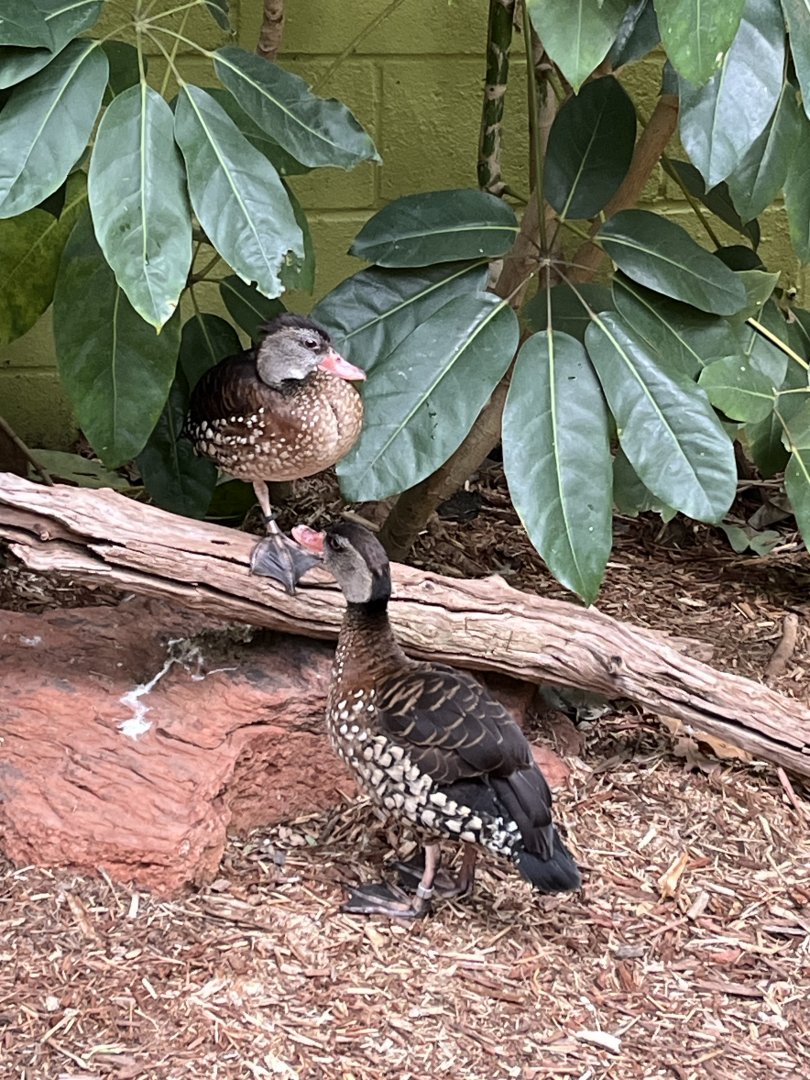 Spotted Whistling-Duck