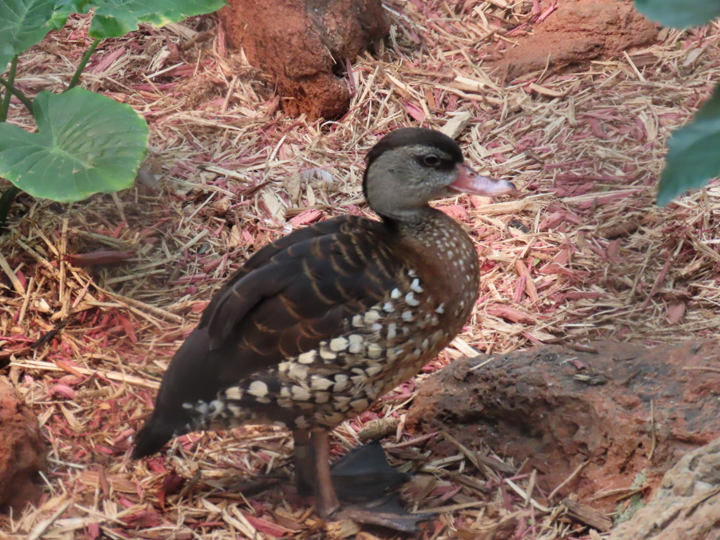 Spotted Whistling Duck