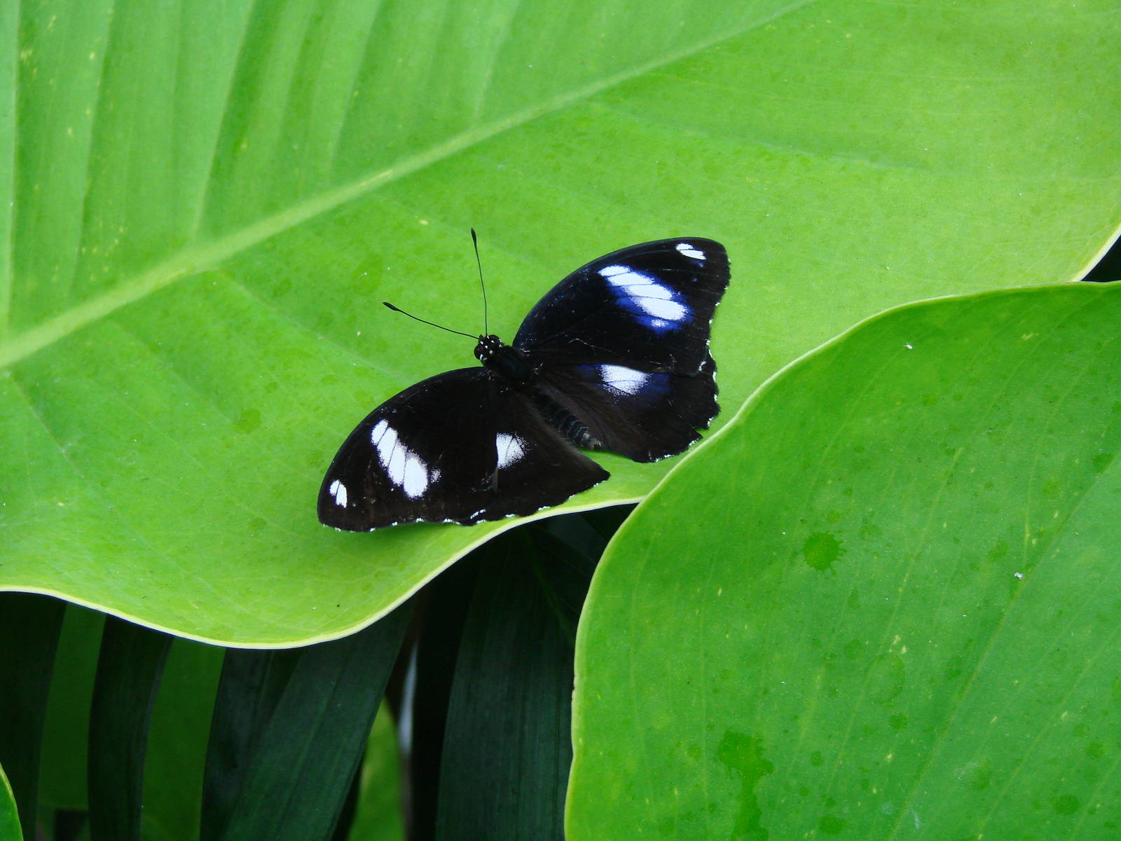 Spotted - Wings of Paradie