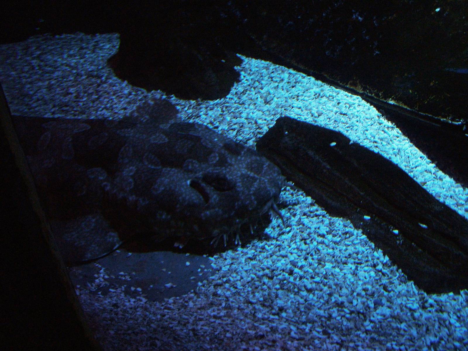 Spotted Wobbegong at Brighton SeaLife Centre 13/03/10