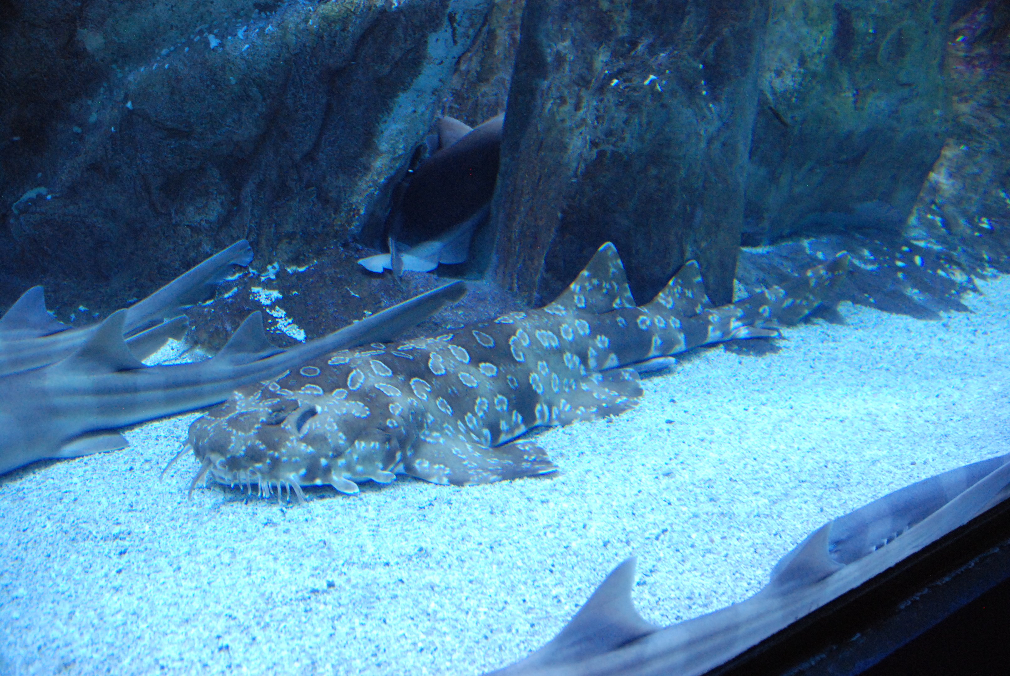Spotted Wobbegong at Zoo Aquarium de Madrid, 20th May 2022