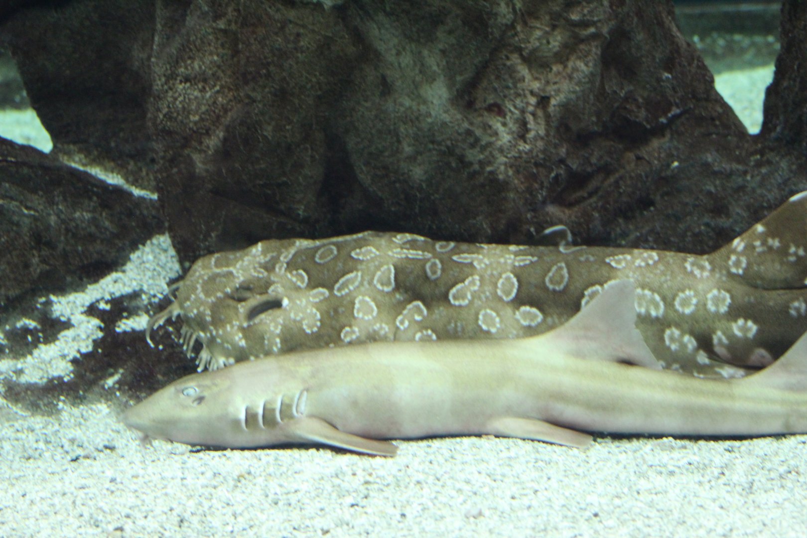 Spotted Wobbegong & Brown-Banded Bamboo-Shark