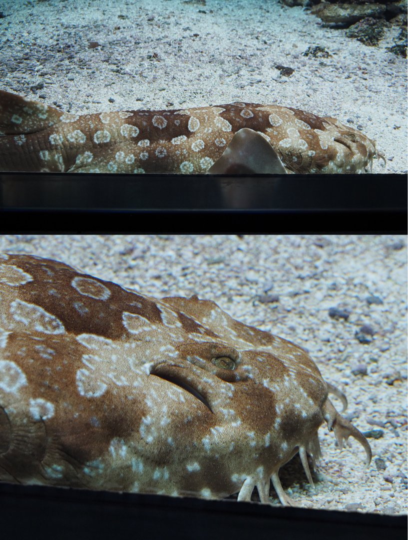 Spotted wobbegong (Orectolobus maculatus), 2019-12-30