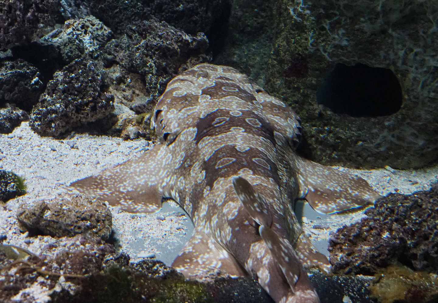 Spotted wobbegong (Orectolobus maculatus), 2020-06-28