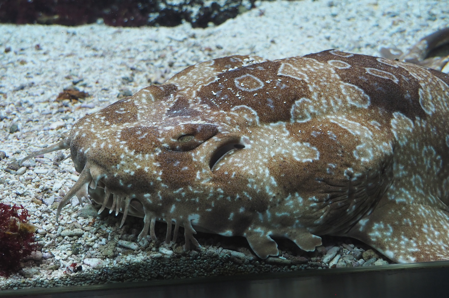 Spotted wobbegong (Orectolobus maculatus), 2020-09-20