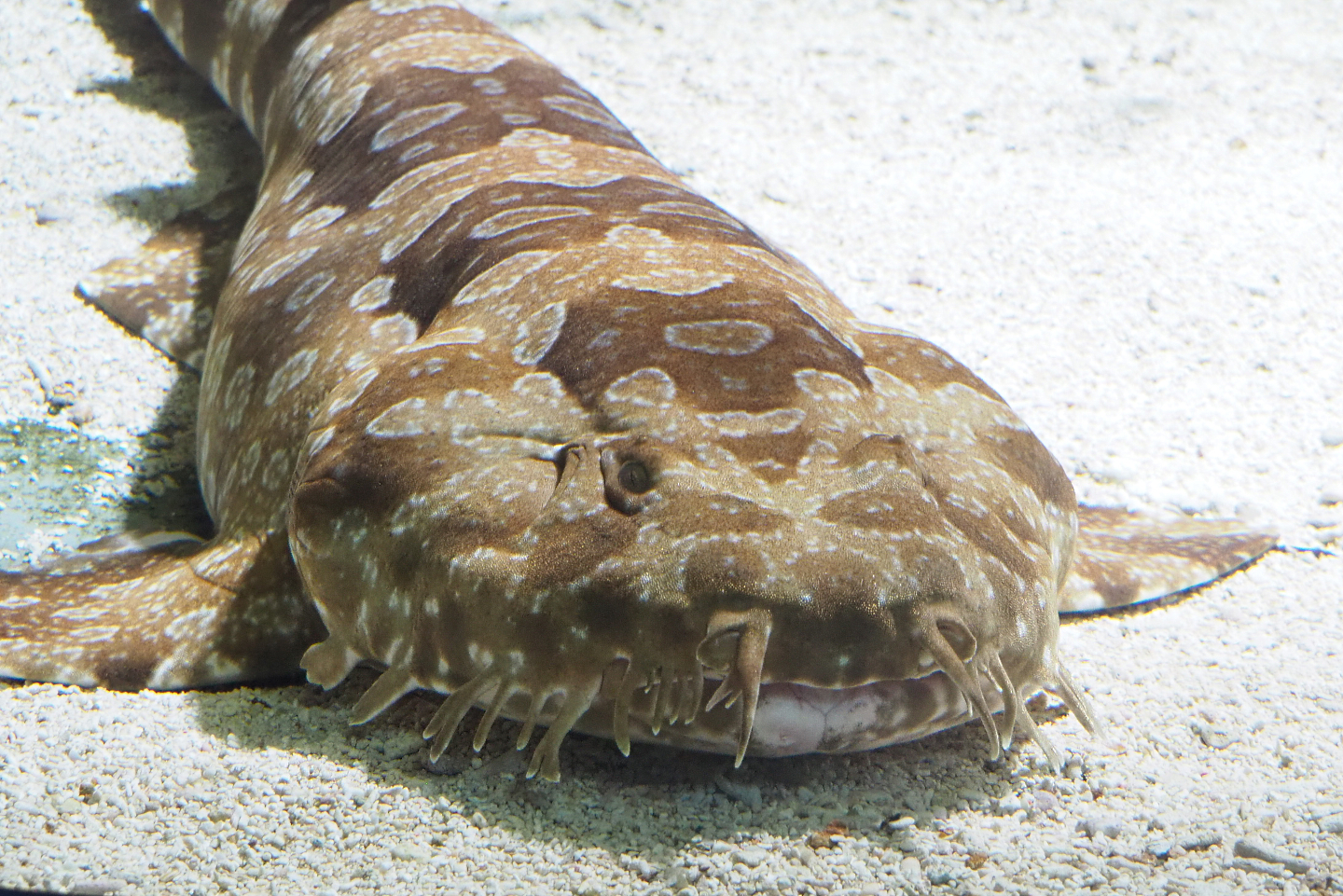 Spotted wobbegong (Orectolobus maculatus), 2022-05-26