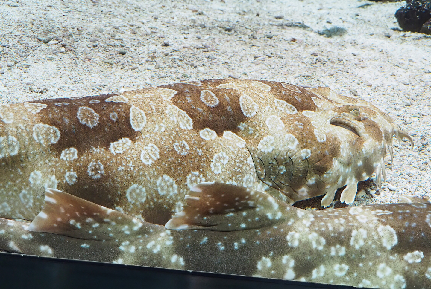 Spotted wobbegong (Orectolobus maculatus), 2023-07-02