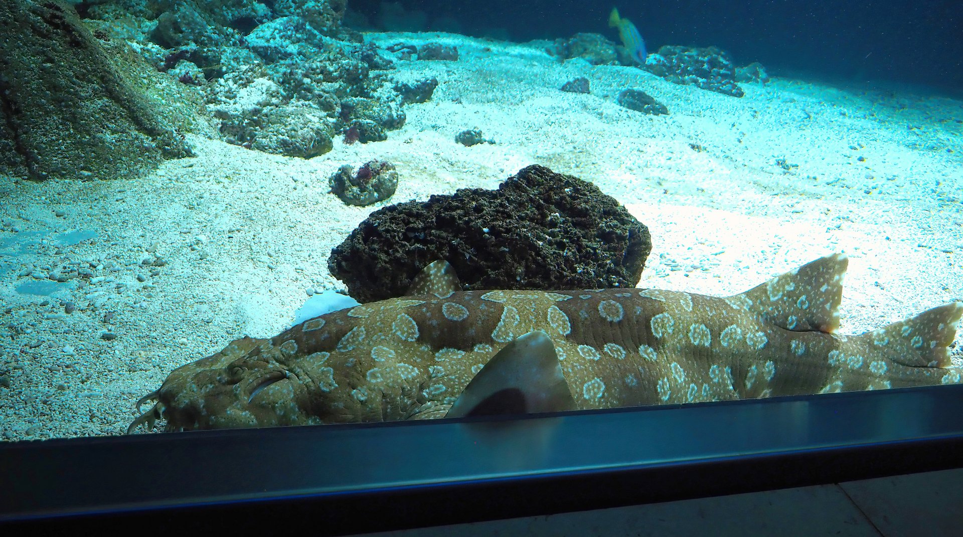 Spotted wobbegong (Orectolobus maculatus), 2024-02-17