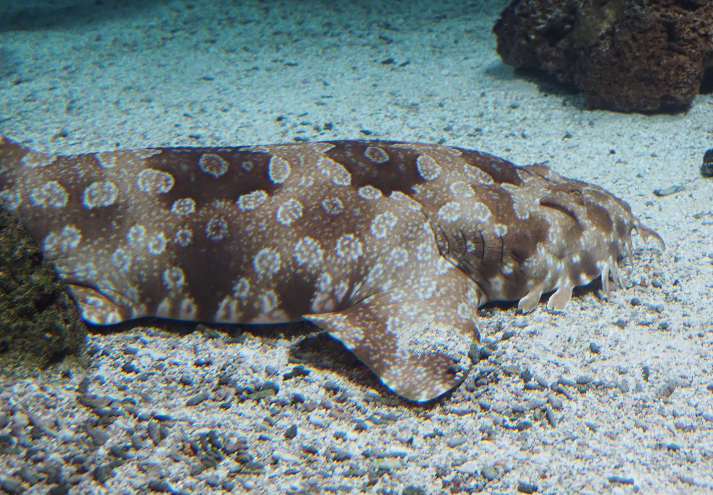 Spotted wobbegong (Orectolobus maculatus), Feb 27th, 2019