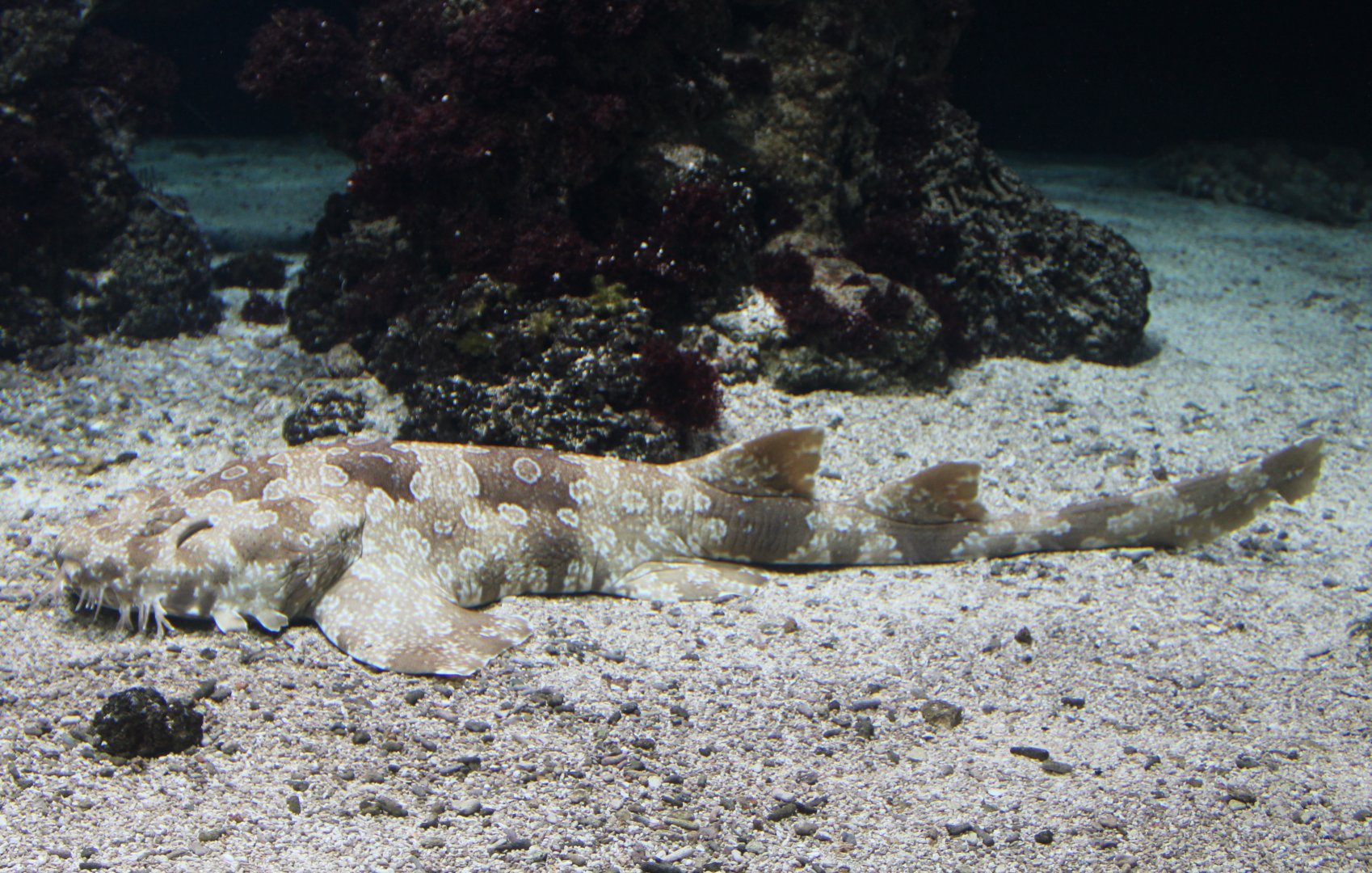 Spotted wobbegong - Orectolobus maculatus