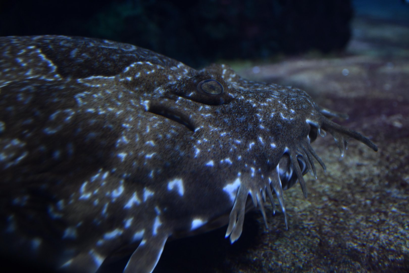 Spotted wobbegong (Orectolobus maculatus)