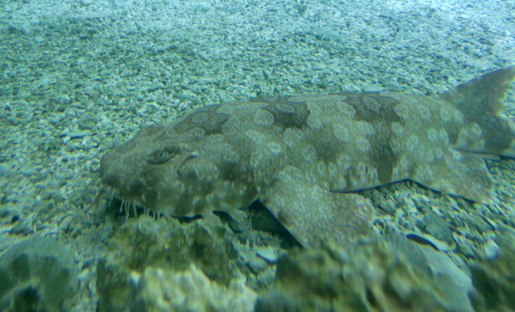 Spotted Wobbegong (Orectolobus maculatus)
