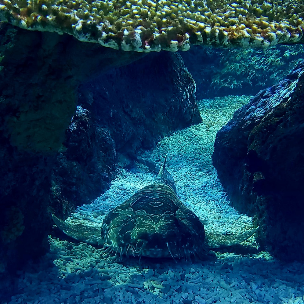 Spotted Wobbegong (Orectolobus maculatus)