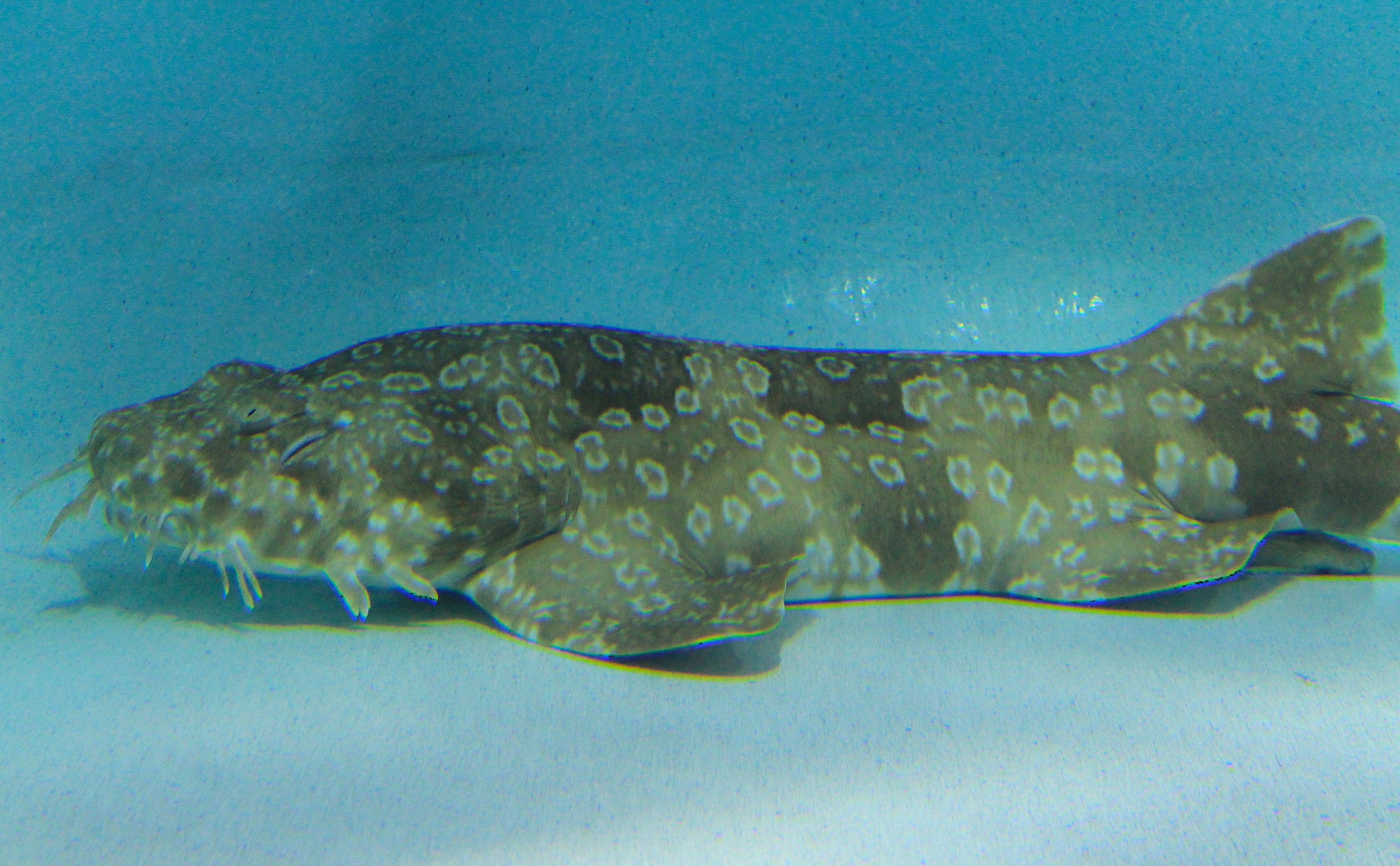 Spotted Wobbegong (Orectolobus maculatus)