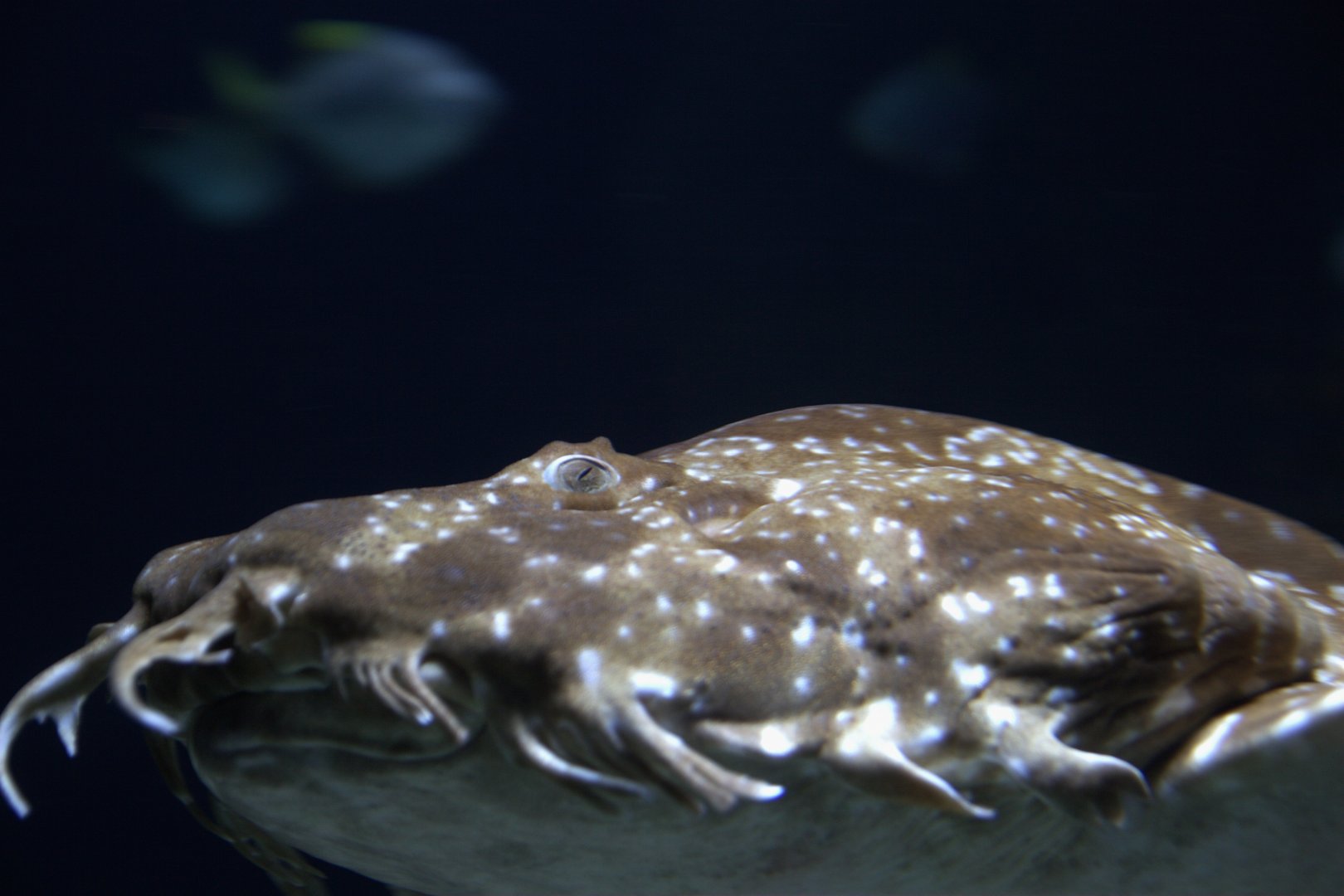 Spotted Wobbegong (Orectolobus maculatus)