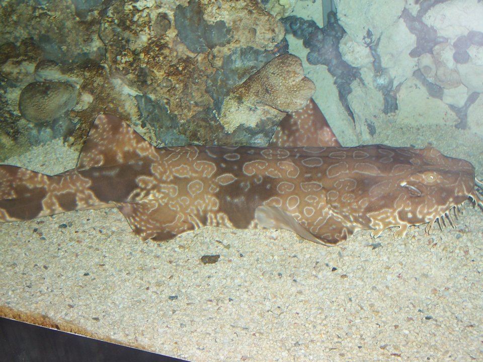 Spotted wobbegong