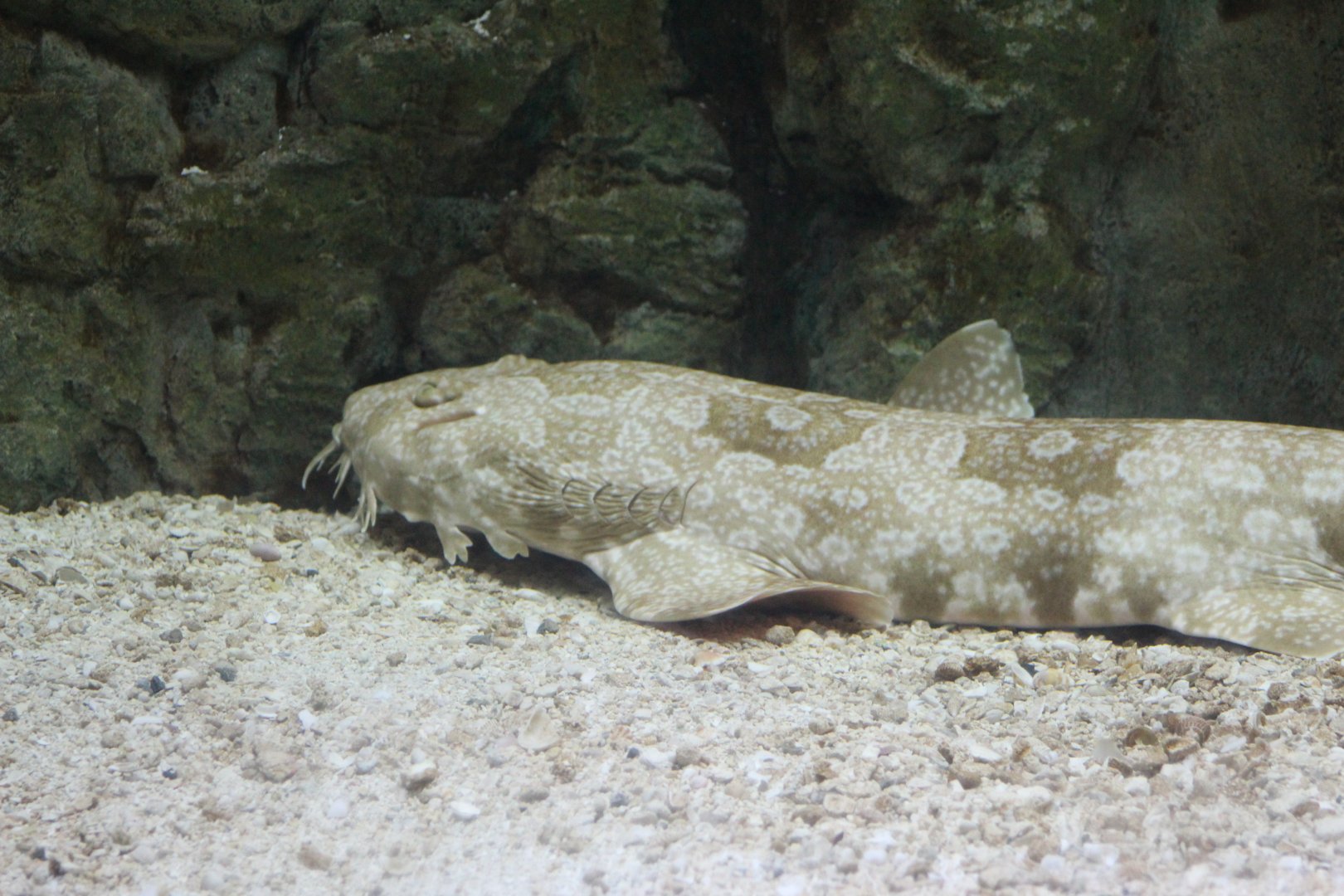 Spotted Wobbegong