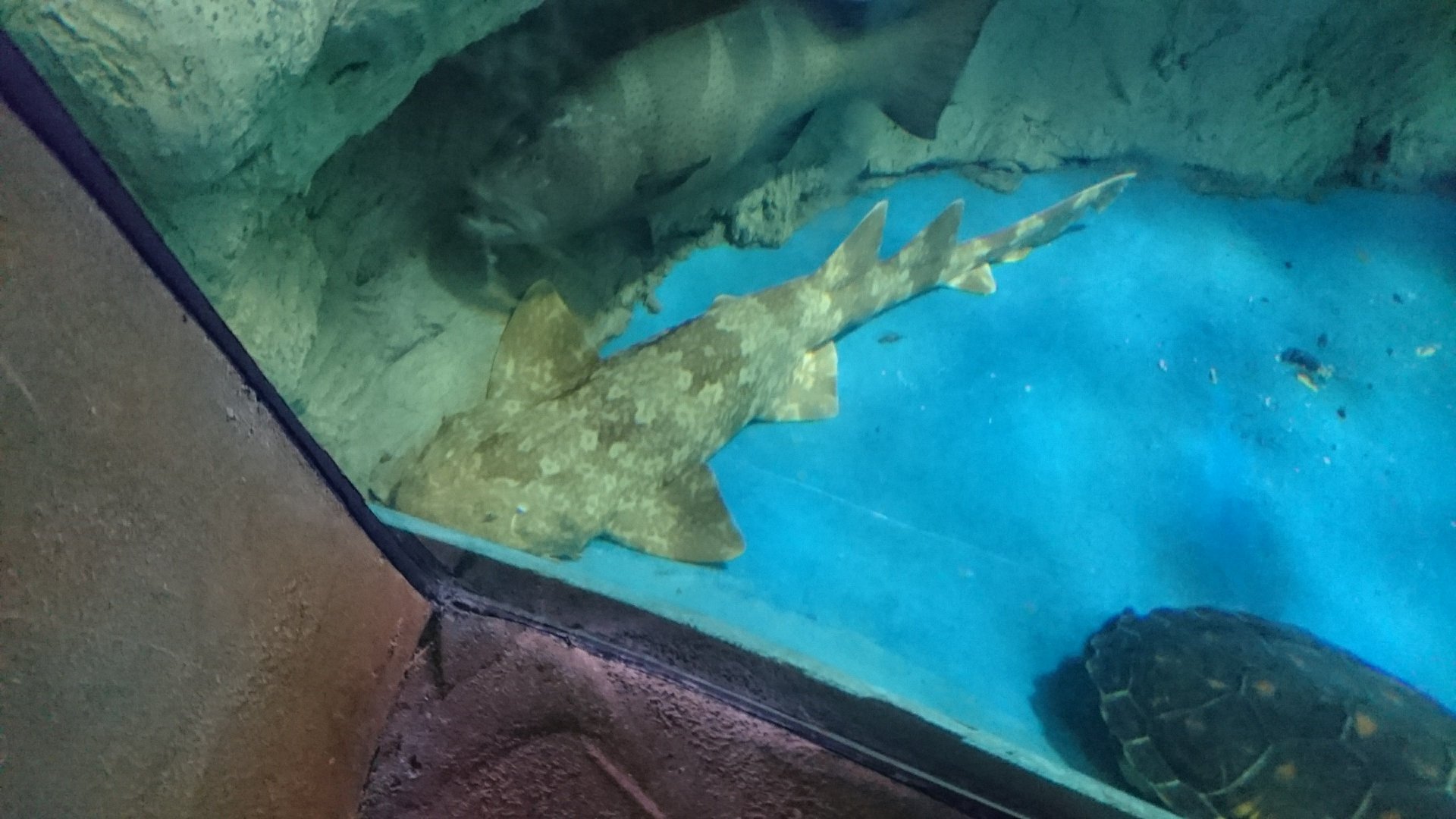 Spotted Wobbegong