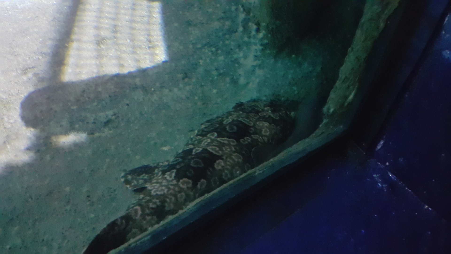 Spotted Wobbegong
