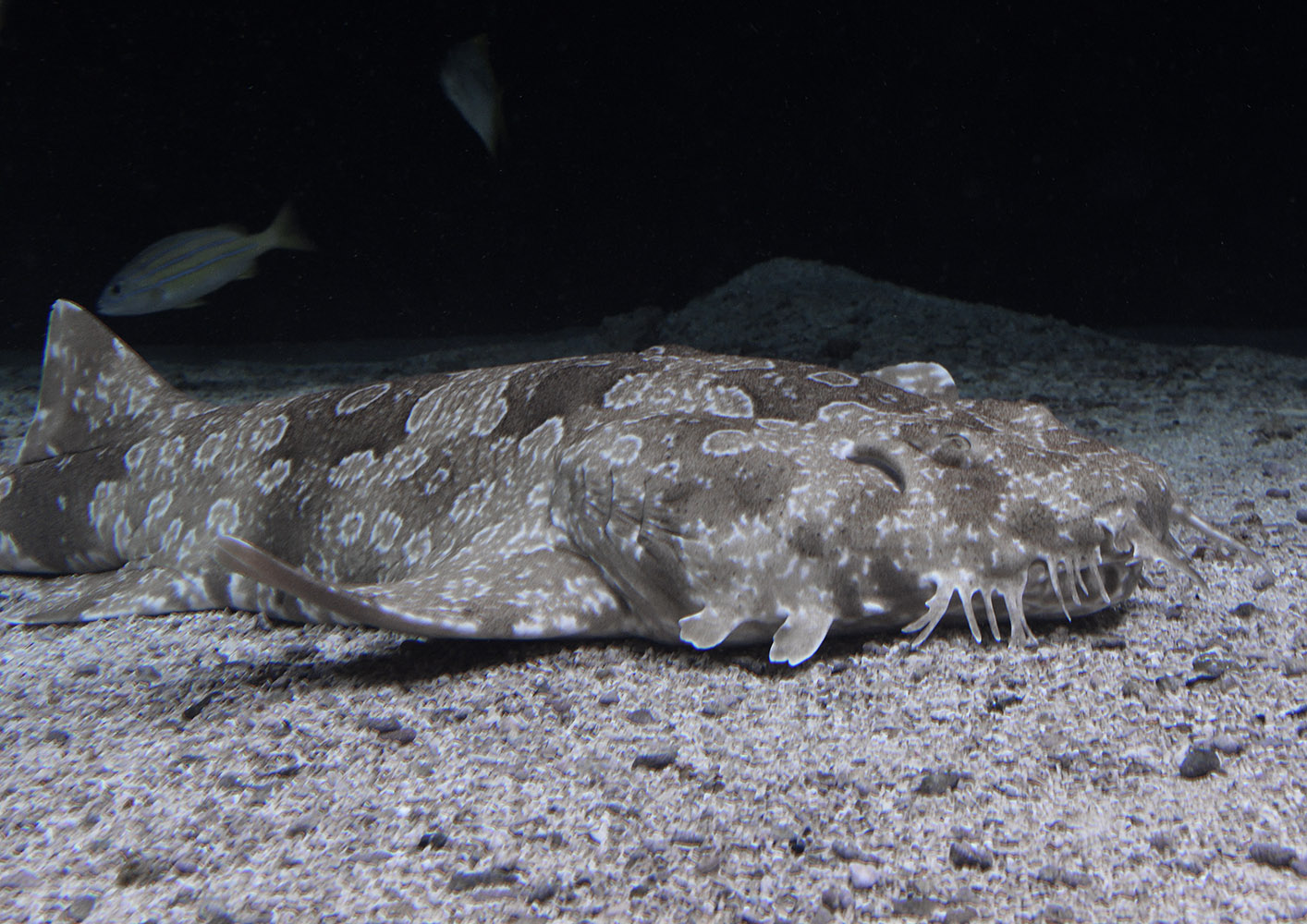 Spotted wobbegong