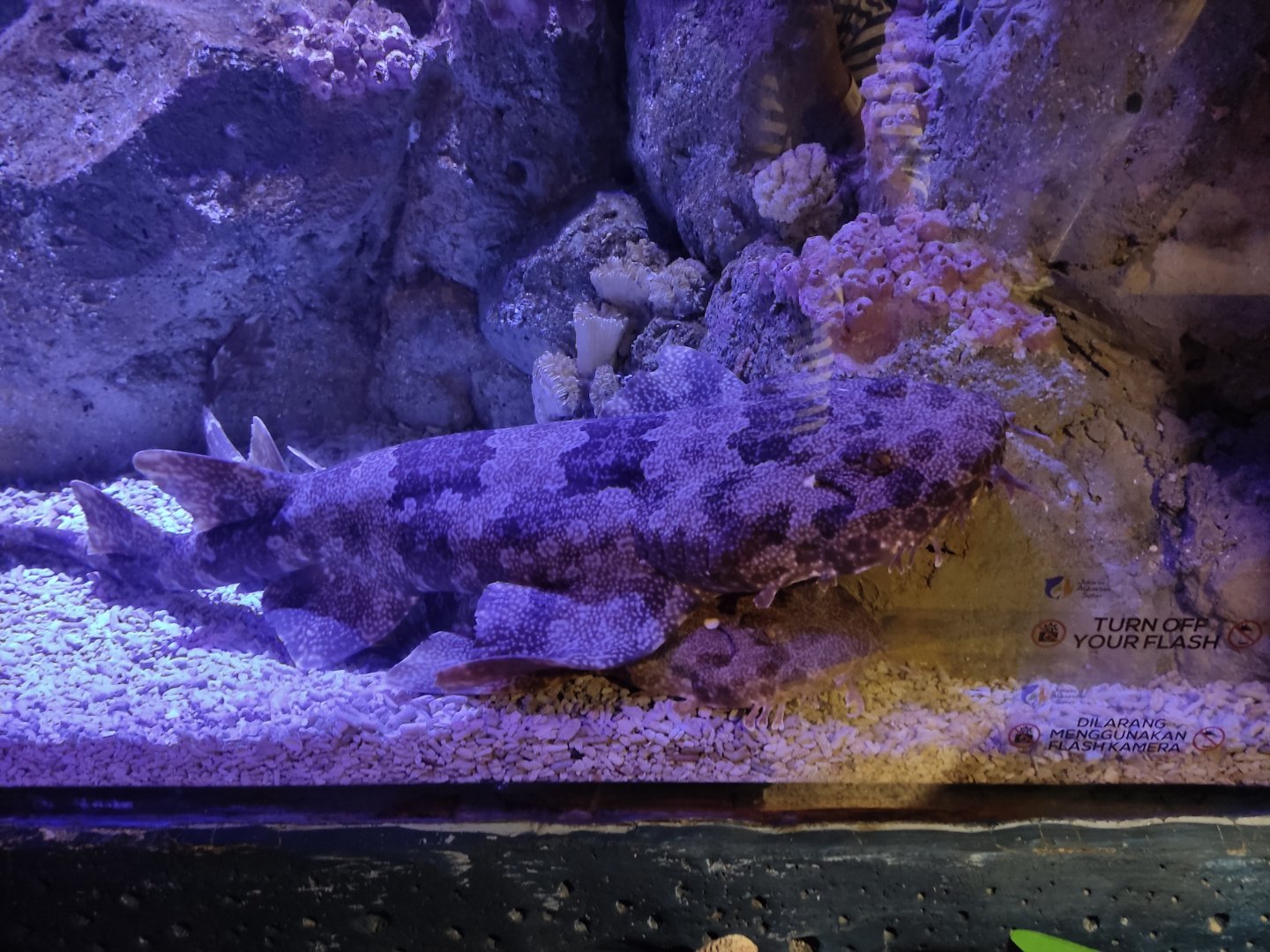 Spotted Wobbegong