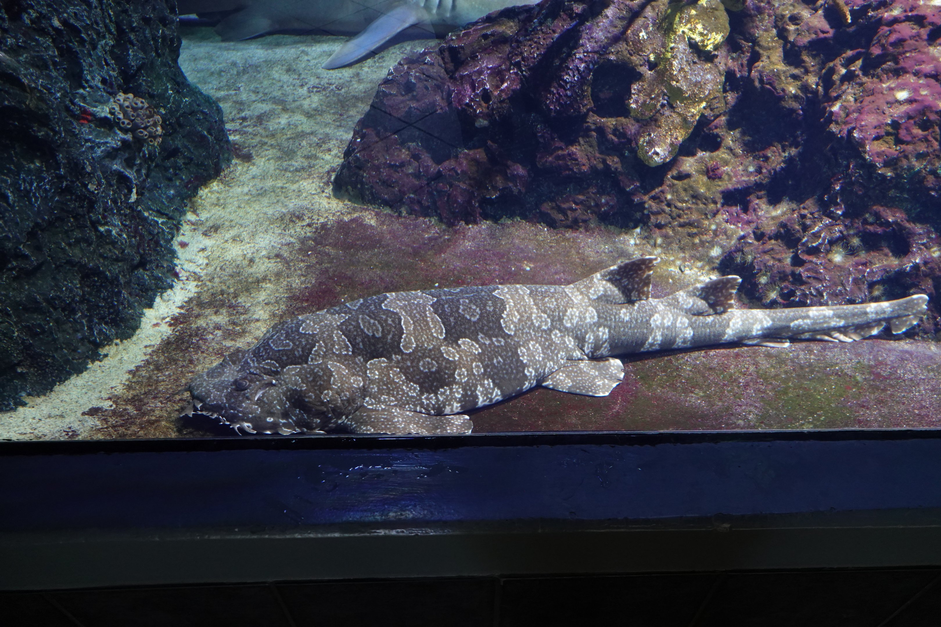 Spotted wobbegong