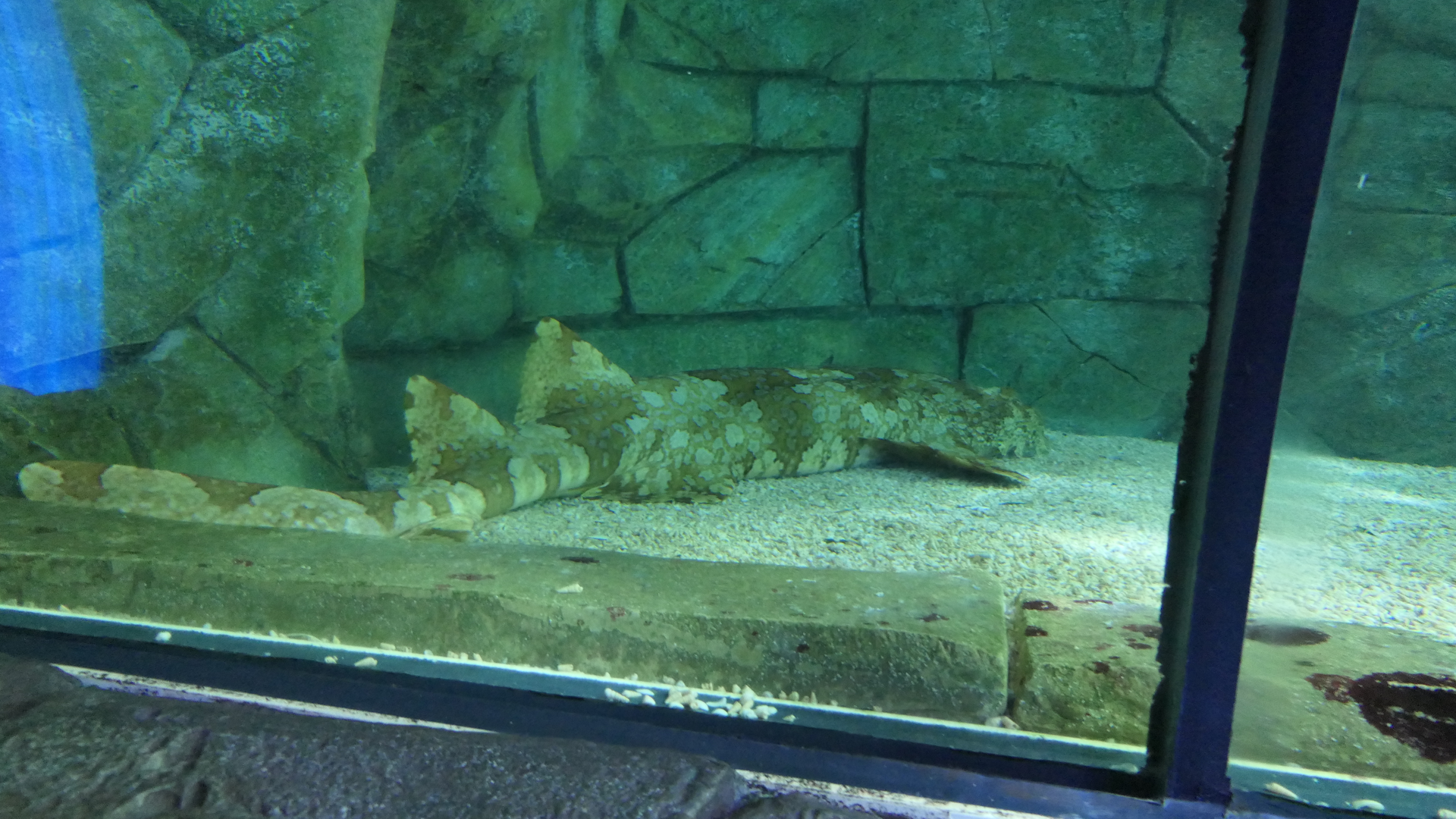 Spotted Wobbegong