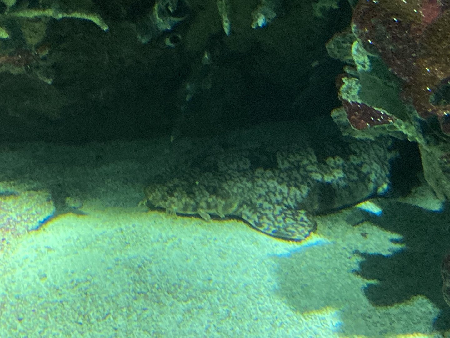 Spotted Wobbegong