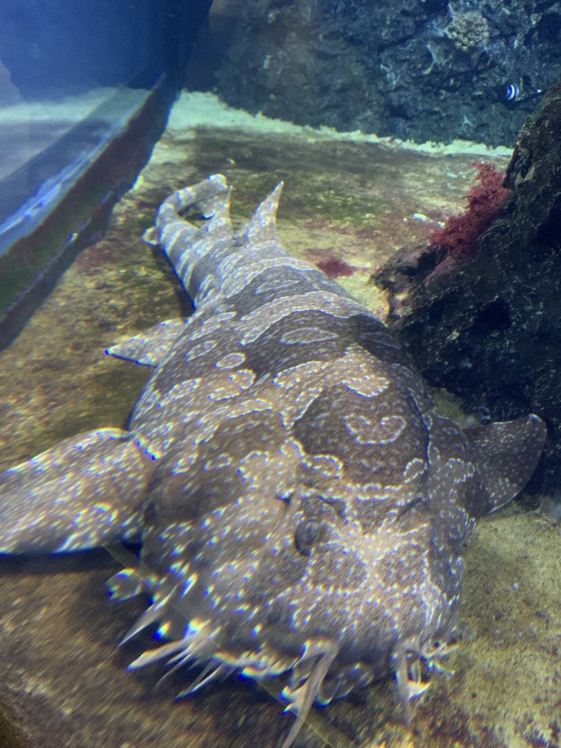 Spotted wobbegong