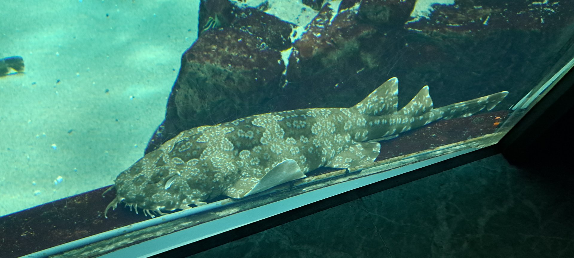 Spotted Wobbegong