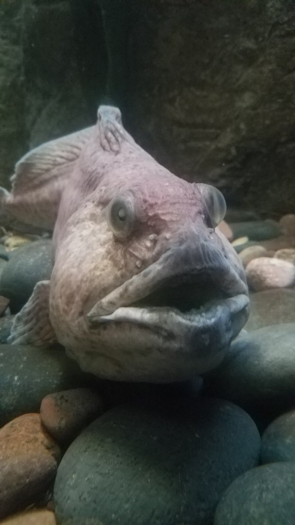 Spotted Wolffish (Anarhichas minor)