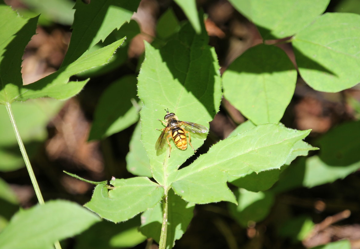 Spotted wood fly (Somula decora)