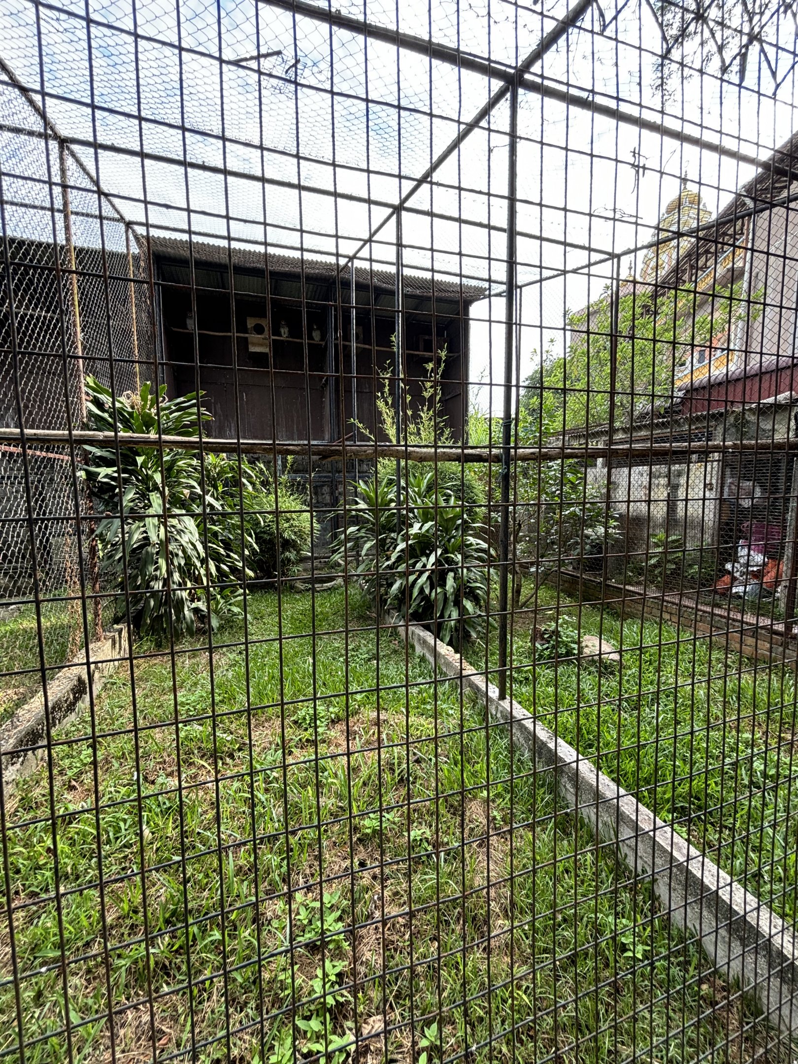Spotted Wood Owl Aviary