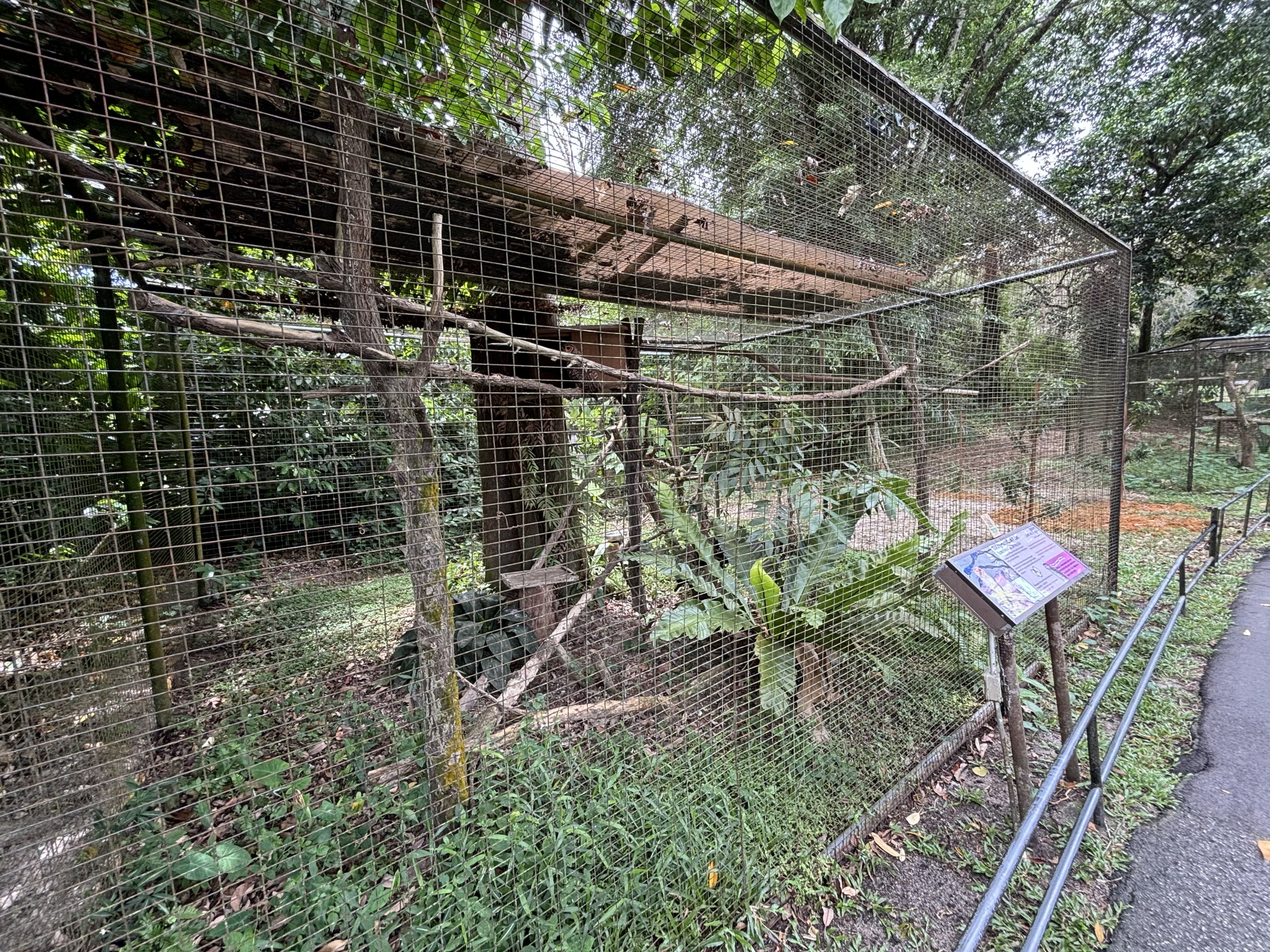 Spotted Wood Owl Aviary