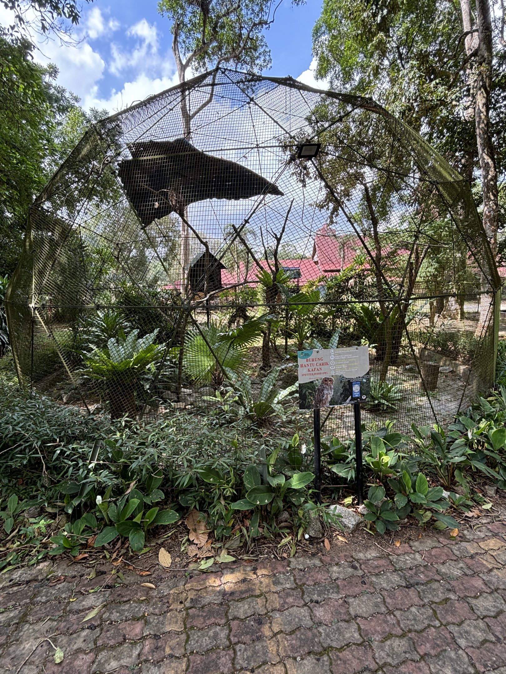Spotted Wood Owl Aviary