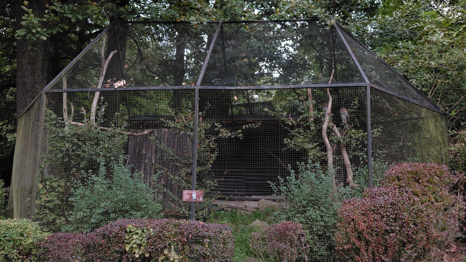 Spotted wood owl aviary