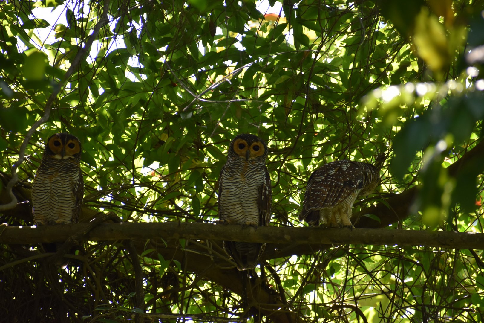 Spotted Wood Owl Family ~ Pasir Ris Park