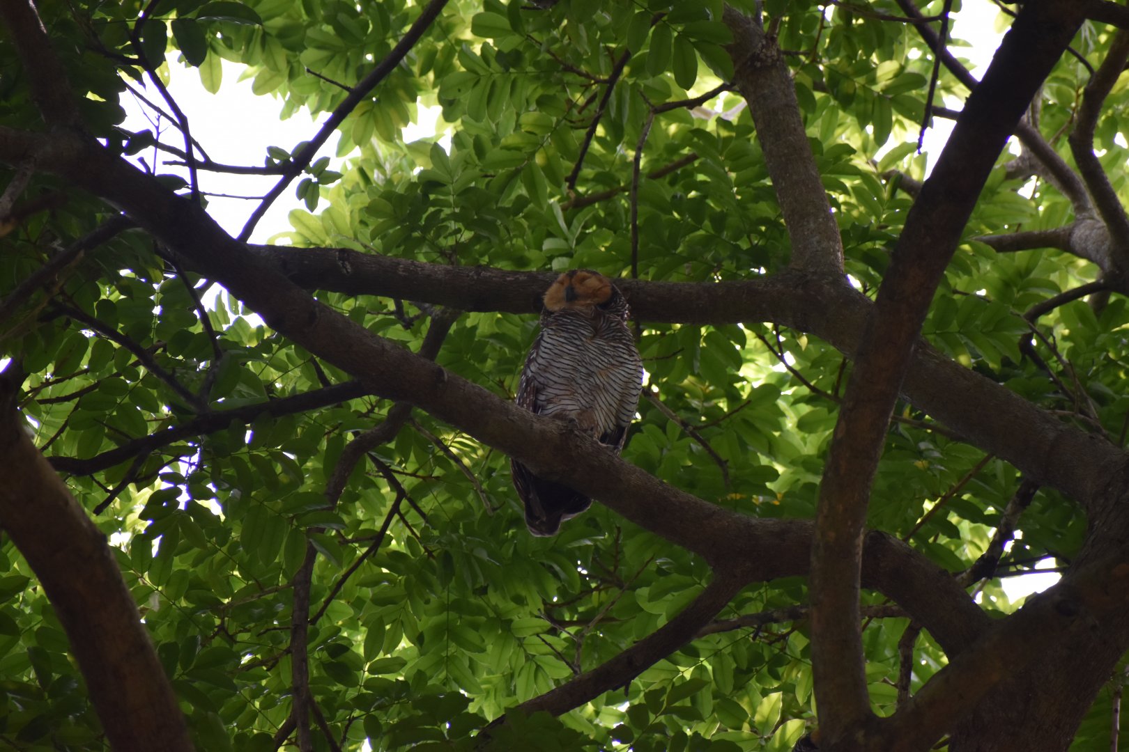 Spotted Wood Owl ~ Pasir Ris Park
