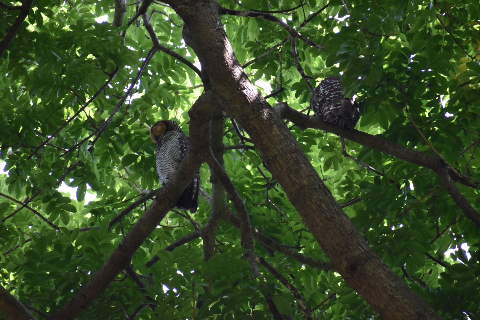 Spotted Wood Owl ~ Pasir Ris Park