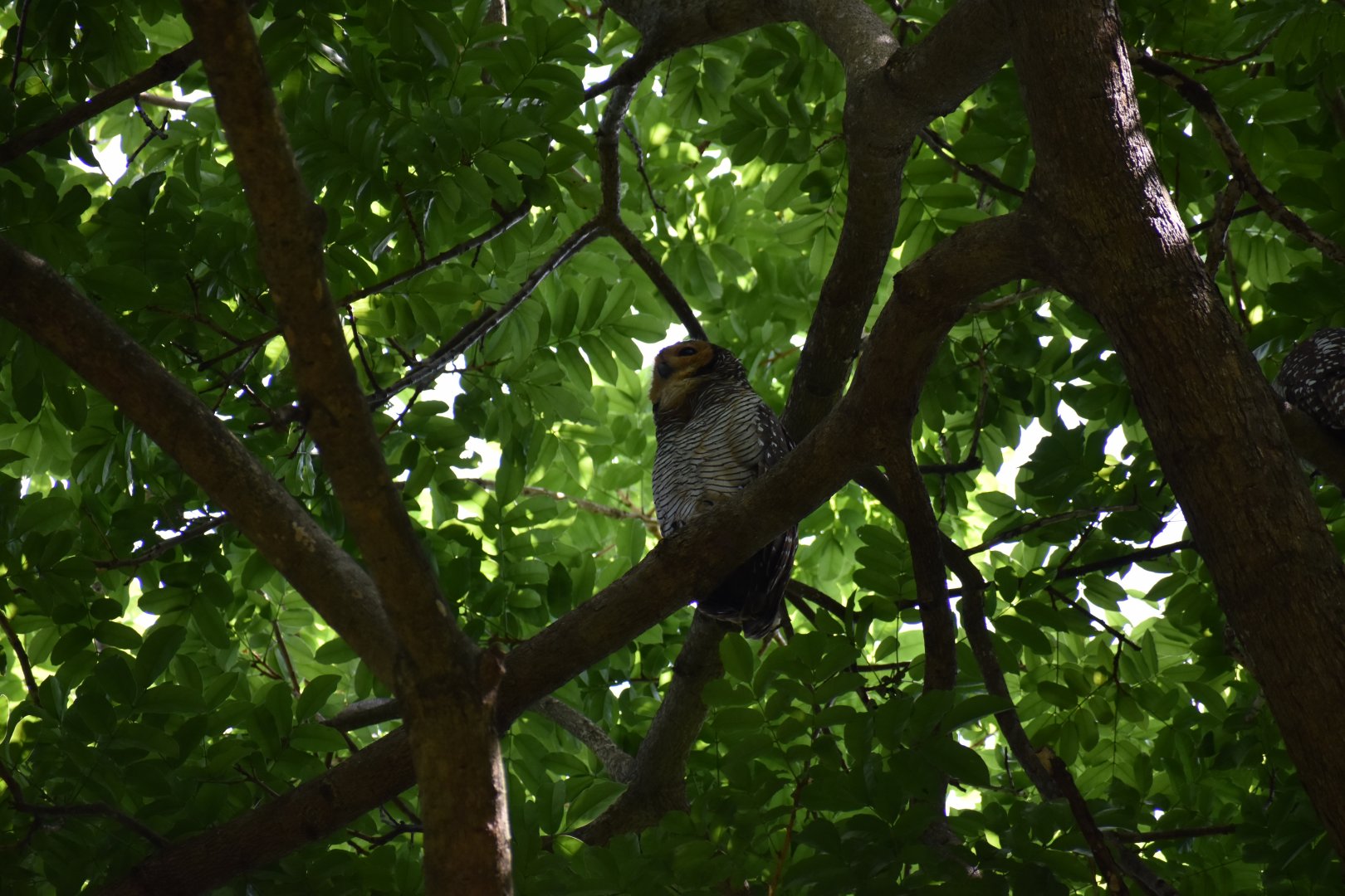 Spotted Wood Owl ~ Pasir Ris Park