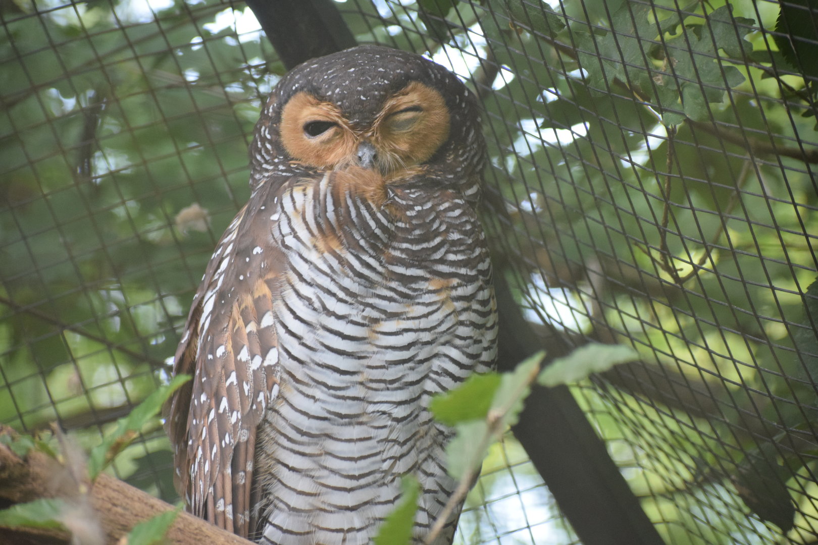 Spotted wood owl - September 2023