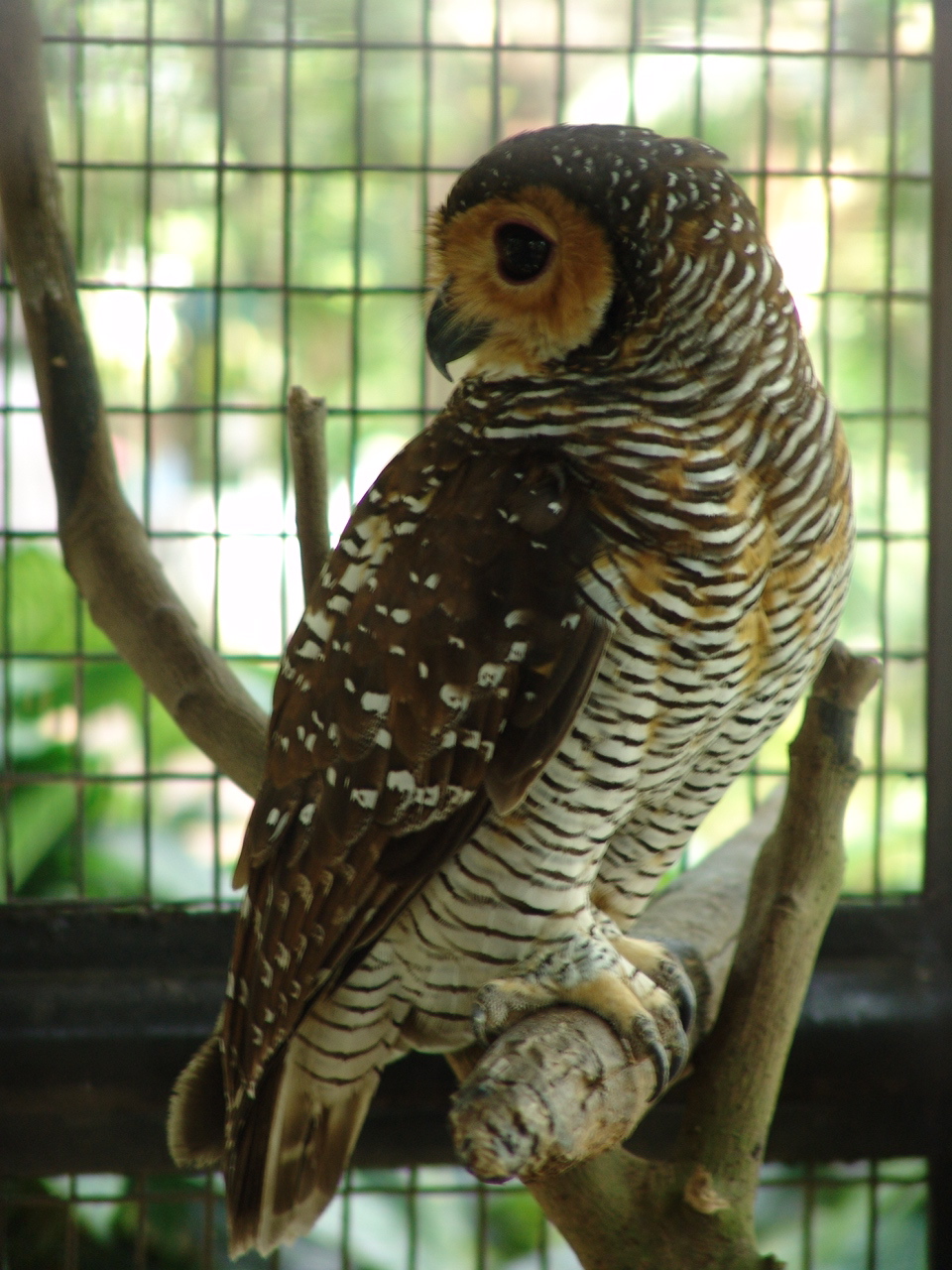 Spotted Wood Owl (Strix seloputo)