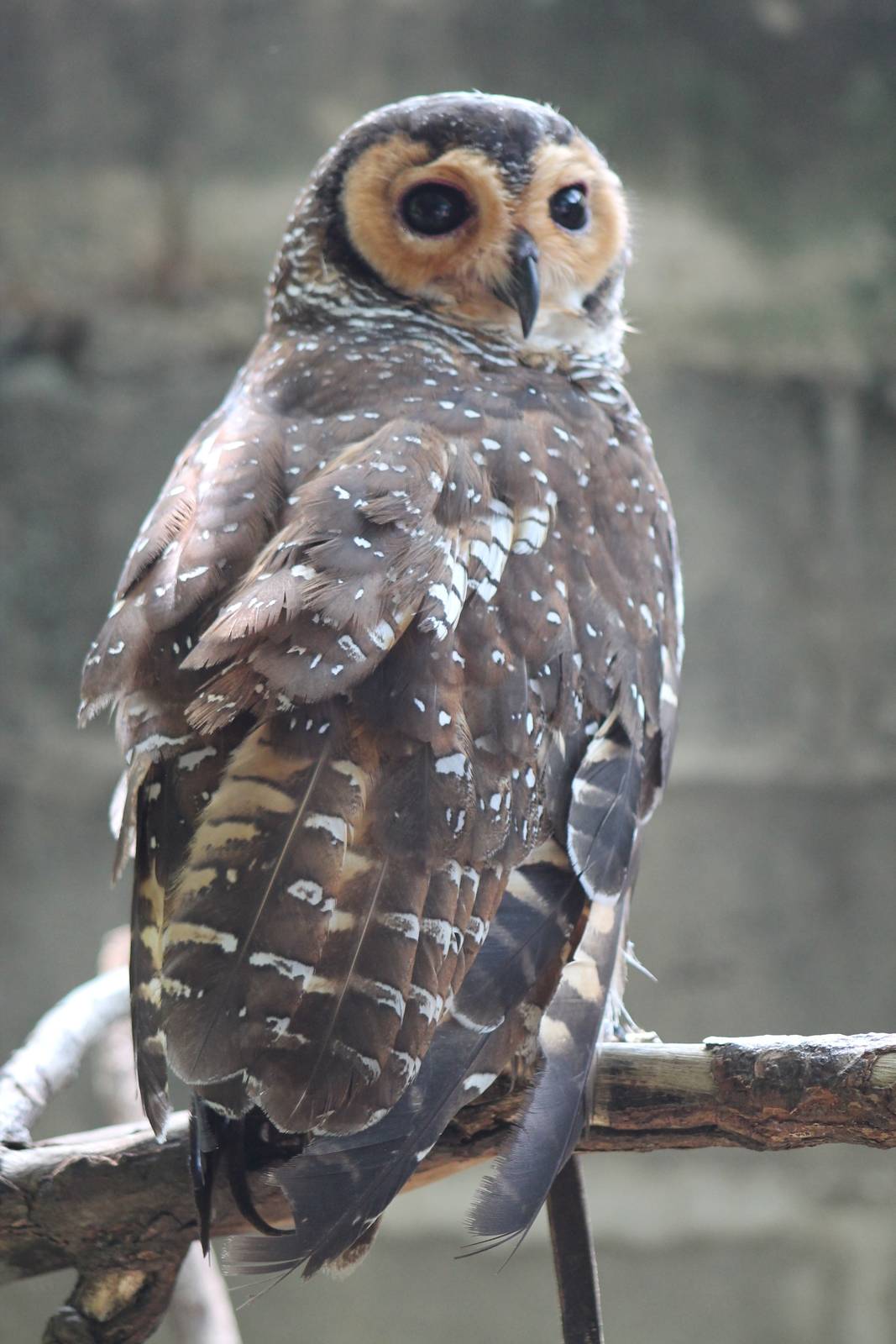 spotted wood owl (Strix seloputo)