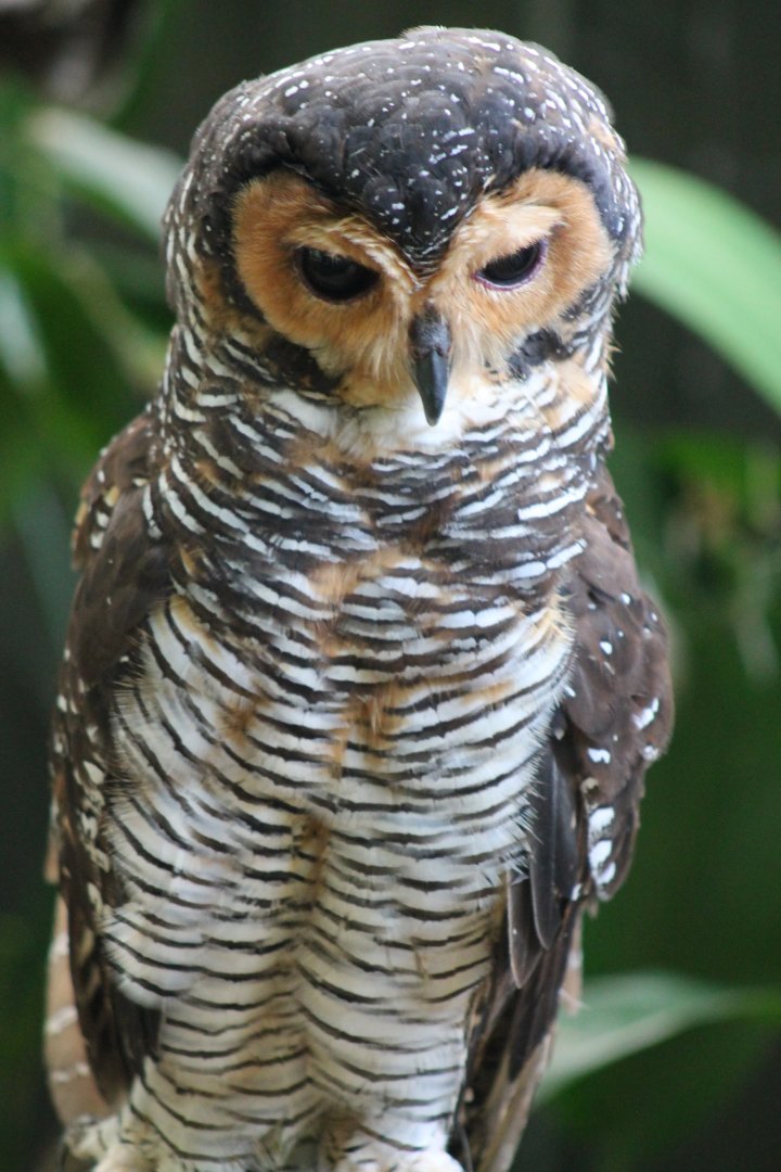 Spotted Wood Owl (Strix seloputo)