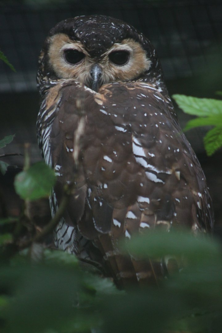 Spotted wood owl (Strix seloputo)