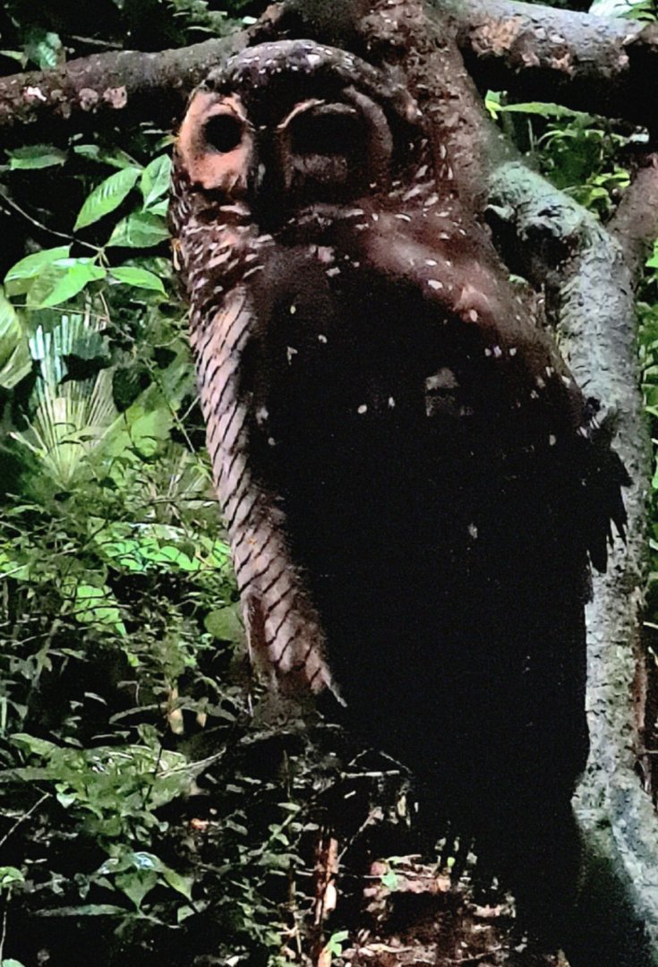 Spotted Wood Owl (Strix seloputo)