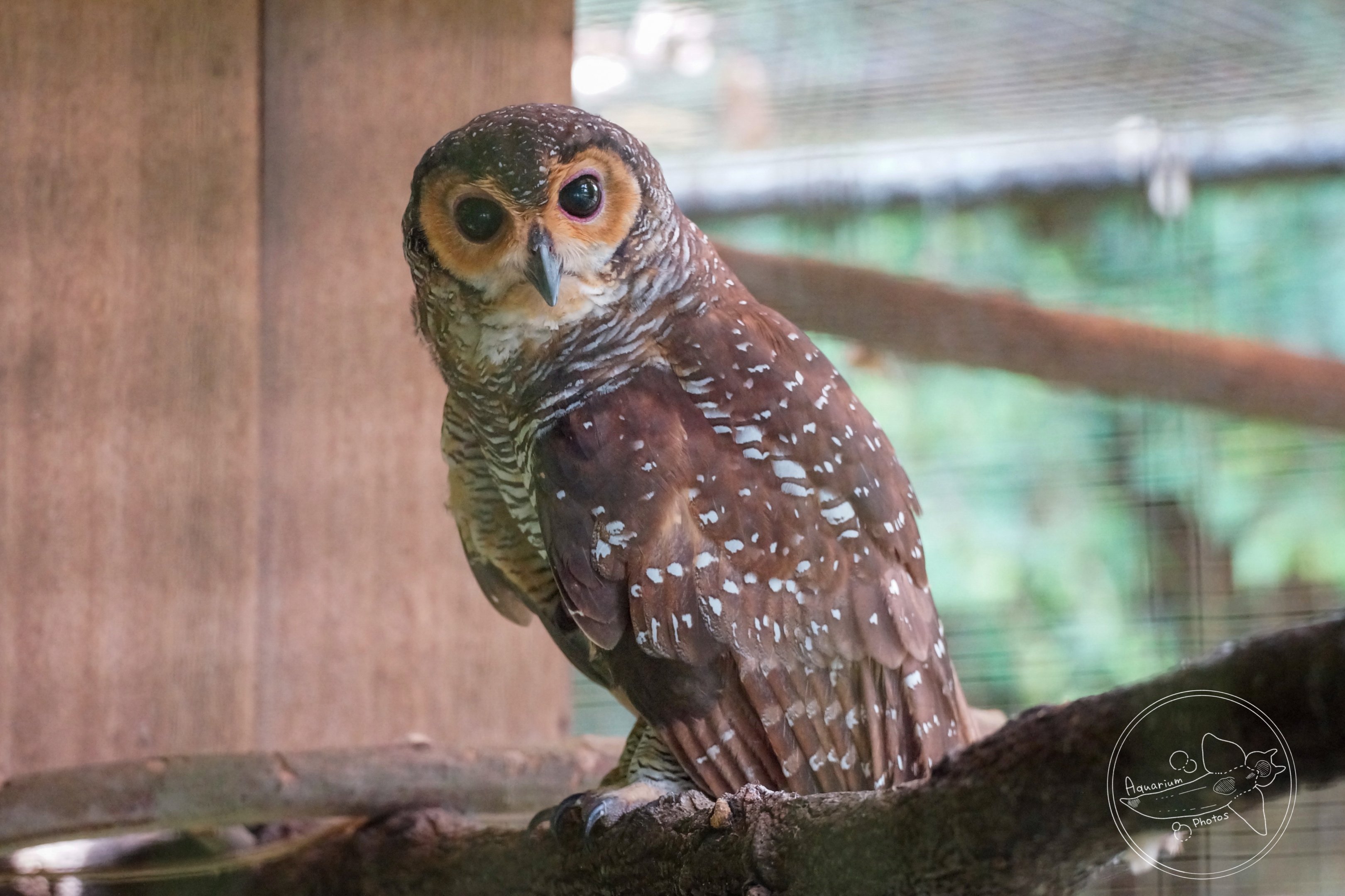 Spotted Wood Owl (Strix seloputo)