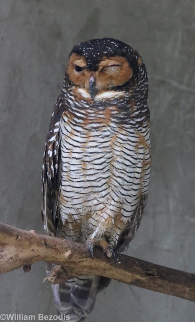 Spotted Wood Owl